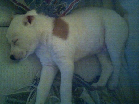 Side view - A sleeping white with tan Pitsky puppy is laying on its right side on top of a human's bed.