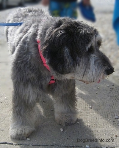 Close up - A grey with black and white Polish Lowland Sheepdog is standing on a sidewalk and it is looking to the right. Its head is level with its body.