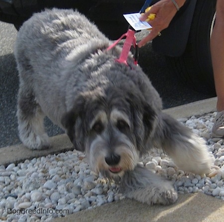 A shaved grey with black and white Polish Lowland Sheepdog is wearing a hot pink harness pulling away from a person holding its leash.
