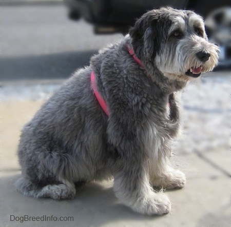 Close up - The right side of a shaved grey with black and white Polish Lowland Sheepdog that is sitting on a concrete surface. It is looking to the right and its mouth is open. The dog is wearing a hot pink harness