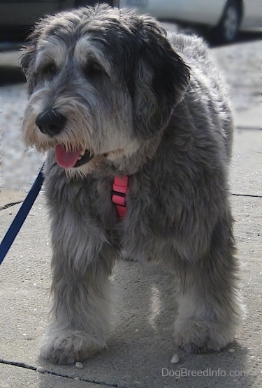 Close up front view - A grey with black and white Polish Lowland Sheepdog is standing on a concrete surface. It is looking to the left, its mouth is open and its tongue is out.
