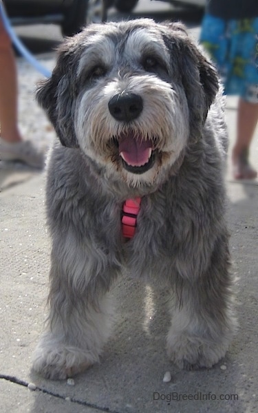 Close up - A grey with black and white Polish Lowland Sheepdog is standing on a concrete sidewalk. Its mouth is open and it looks like it is smiling.