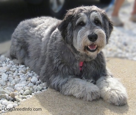 Front side view - A shaggy looking grey with black and white Polish Lowlan Sheepdog is laying on rocks and a concrete step. It is looking forward, its mouth is open and it looks like it is smiling.