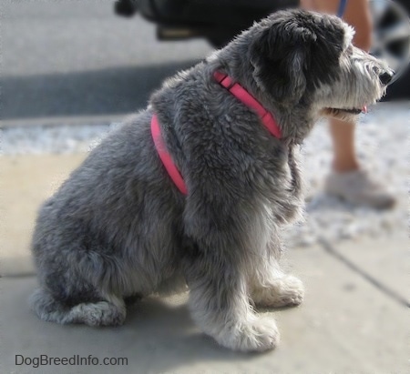 Close up - The right side of a shaved grey with black and white Polish Lowland Sheepdog that is sitting on a concrete surface. It is looking to the right and it is panting.