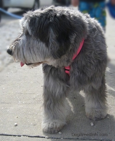 Close up front view - A grey with black and white Polish Lowland Sheepdog is walking down a sidewalk and it is looking to the left. Its mouth is open and its tongue is out.