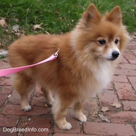 Close up side view - A fluffy little red with white Pomeranian is standing across a brick walkway and it is looking to the right.
