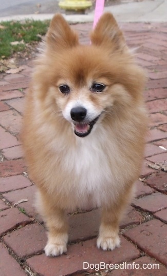 Front view - A fuzzy little red with white Pomeranian is standing on a brick walkway and it is looking forward. Its mouth is open and it looks like it is smiling.