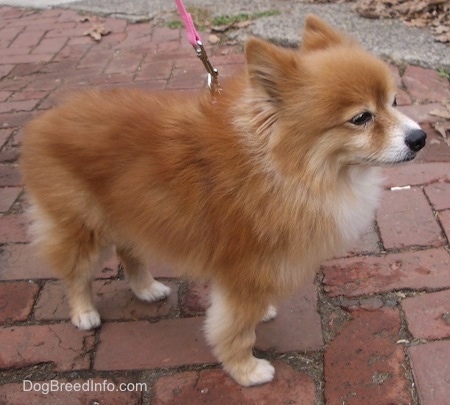 The right side of a red with white Pomeranian that is standing on a brick walkway facing the right. Its ears are slightly pinned back.