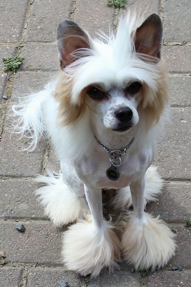 Front view - A white with tan Powderpap dog is sitting on a brick walkway outside looking up. It has longer hair on its head, paws and tail and the rest of its coat is shaved to the skin.