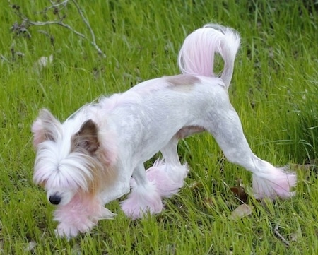 A white with tan Powderpap is walking across a grass surface and it is sniffing across a field. It has longer hair on its head and pink fur on its paws and the end of its tail.