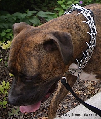 Close Up - Leo the Boxer Pit is wearing a prong collar as he walks down a sidewalk