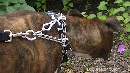 Leo the Boxer Pit is wearing a prong collar as he pulls forward trying to smell a flower