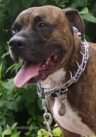 Close Up - Leo the BoxerPit is wearing a prong collar outside