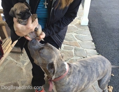 A person is holding a tiny, wrinkly, tan with black Pug puppy in there hands and a blue-nose Brindle Pit Bull Terrier dog is sniffing the puppy.