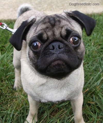 Close up front view - A tan with black Pug puppy is standing in grass and it is looking forward. There is a sidewalk behind it.