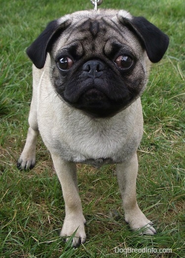 Close up front view - A tan with black Pug puppy is standing in grass and it is looking forward.