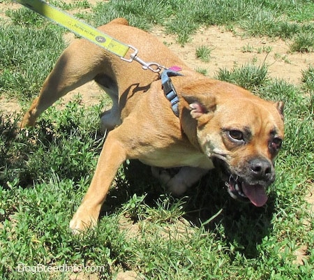 A tan with white Puggle is pulling on its leash in patchy grass. Its mouth is open and tongue is out. It has a red buldge in its right eye.