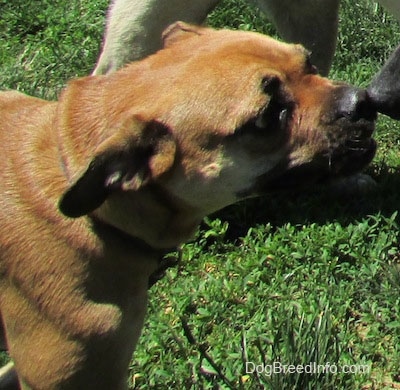Close up - The face of a tan with white Puggle that is nose to nose with another dog. There is third dog standing behind them.
