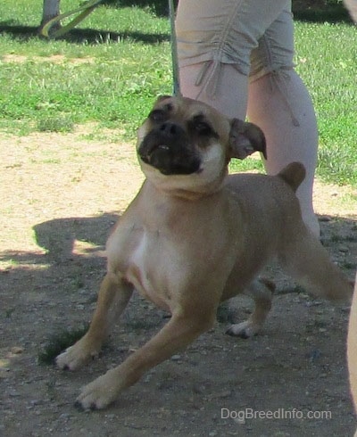 A tan with white Puggle is pulling hard on a leash in dirt. There is a person behind it.