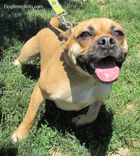 Top down view of a tan with white Puggle jumping up in grass to get to a person in front of it. Its mouth is open, its tongue is out and it is smiling. It has a red bulge in its right eye.