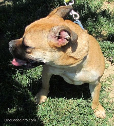 Top down view of a tan with white Puggle that is sitting in patchy grass and it is looking to the left. Its mouth is open and tongue is out.