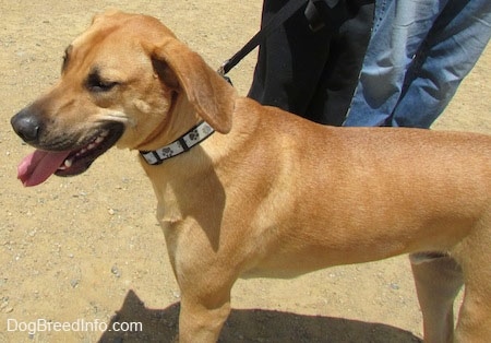Close up side view - A red Rhodesian Labrador is standing across a dirt surface. It is looking to the left and it is panting. There is a person in blue jeans behind it holding its leash.