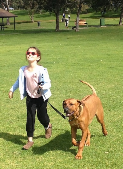 A girl in red sunglasses is leading a Rhodesian Ridgeback on a walk across a park field. The dog has a line down its back.