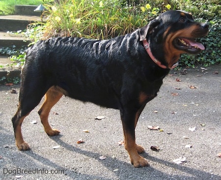 Left Profile - A black and tan Rottweiler is standing on a blacktop surface with concrete steps behind it and it is looking to the right. Its mouth is open and tongue is out. The dog's coat is shiny.