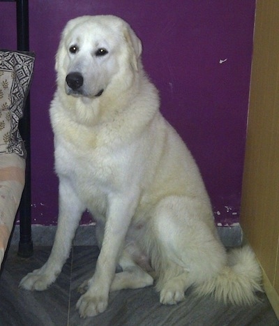 Bee the white Caucasian Shepherd Dog is sitting in between a bed and a dresser