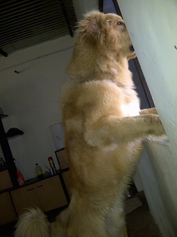 Michael the Caucasian Shepherd Dog is jumped up at a window sill and looking out of the window