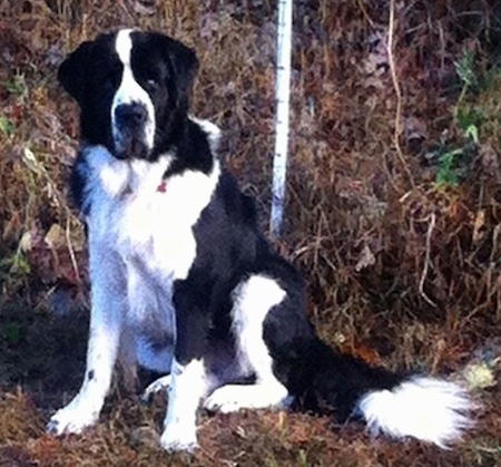 Front side view - A large breed, black and white Saint Bernewfie dog is sitting in brown grass and it is looking forward.