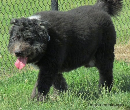 A thick coated, large breed, black with white Schapendoes dog walking across grass, its mouth is open and tongue is out. There is a chainlink fence behind it.