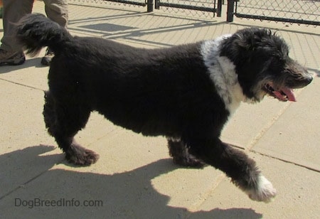 The right side of a black with white Schapendoes dog that is walking across a concrete surface and it is panting. Behind it there is a chain link fence. The dog's front paw is up in the air.