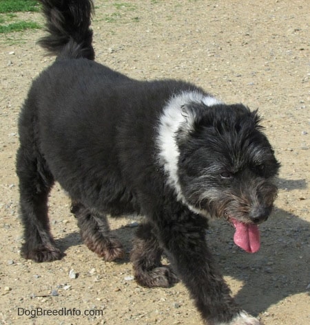 A shaved black with white Schapendoes dog is walking across a dirt surface and it is panting.