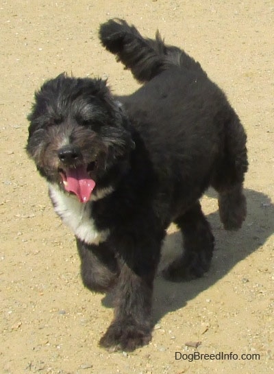 A shaved, but thick coated, black with white Schapendoes dog is trotting across a dirt surface, its mouth is open and tongue is sticking out.