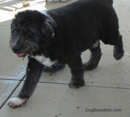 A thick coated, large breed, black with white Schapendoes dog is walking across a concrete surface, its mouth is open and its tongue is slightly sticking out.