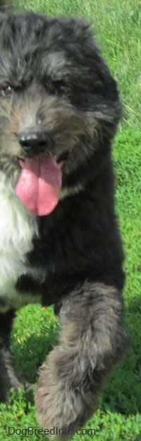 Close up - The front half of a black with white Schapendoes dog that is running down a field, its mouth is open and large pink tongue is out.