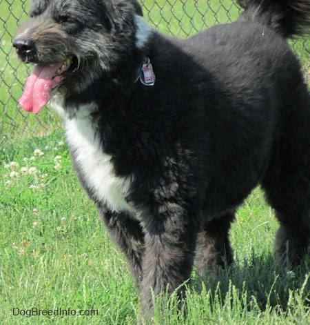 The front left side of a black with white Schapendoes dog that is standing in grass. It is looking to the left, its mouth is open and its tongue is sticking out. You can see bubbles on its tongue.