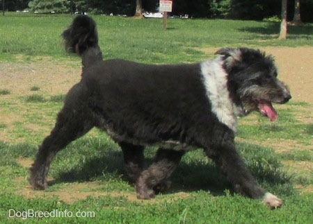 The right side of a black with white Schapendoes dog that is walking across a patchy grass surface. Its fur is thick and its tail is wagging.