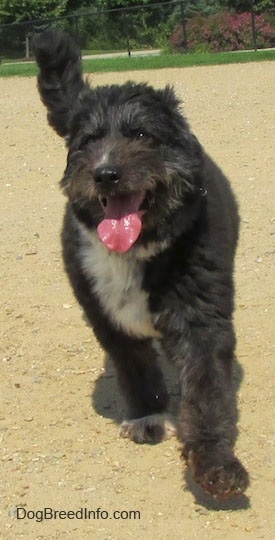 Front view - A black with white Schapendoes dog is walking down a dirt surface, it is looking forward, its mouth is open and its shiny pink tongue is out.