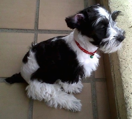 Side view - A black and white Schnoodle is sitting on a brick tiled floor and it is looking to the right over a ledge. Its coat is groomed short with longer hair on its face and legs.