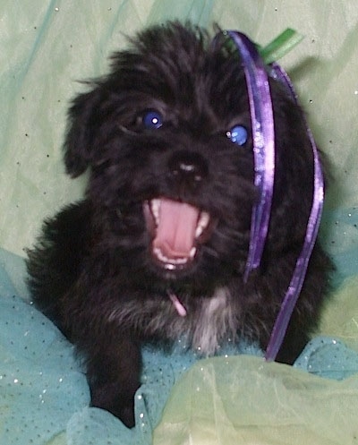 Close up - A black with white Scorkie puppy is sitting on a blanket, it is looking up and its mouth is open. It has a purple and green ribbon in its hair. Its eyes are glowing blue.