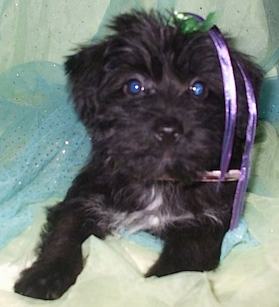 Close up - A black with white Scorkie puppy is laying in a blanket, it has a purple and green ribbon in its hair and there is a blue frill inside of the blanket.