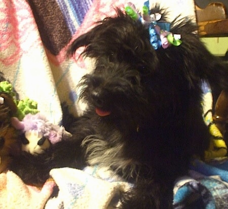 Close up front view - A black with white Scorkie puppy is laying across a blanket and it is looking to the left. It has frilly ribbons in its hair.