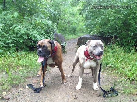 Bruno the Boxer and Spencer the Pit Bull standing on a dirt path