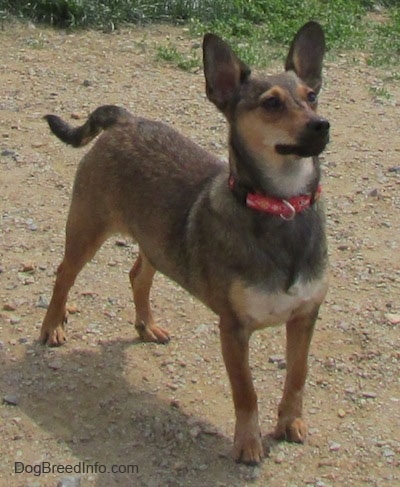 Front side view - A brown with tan and white Sheltie Pin dog wearing a red collar standing in dirt looking up and to the right. It is alert, has perk ears and is holding its tail relaxed and low.