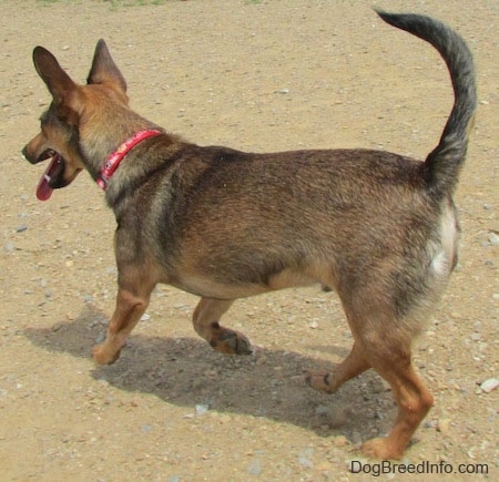 The back left side of a brown with tan and white Sheltie Pin dog that is moving across a dirt surface. Its tail is up, mouth is open and tongue is out.
