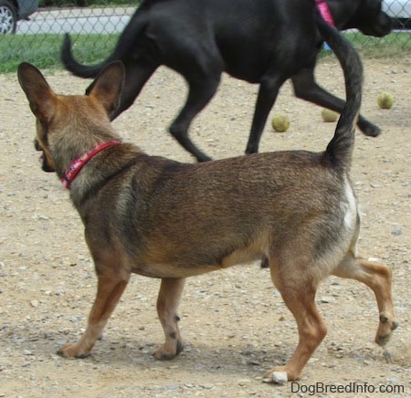 The back left side of a brown with tan and white Sheltie Pin dog that is walking across a dirt surface. Across from it is a larger black dog wearing a hot pink collar that is running to the right. Their are three tennis balls in the dirt.