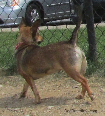 The back left side of a brown with tan and white Sheltie Pin dog with its tail up in the air walking across a chain link fence looking out.