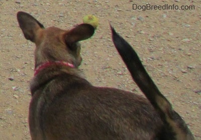 Close up - The back of a brown with tan and white Sheltie Pin dog that is looking at a tennis ball in front of it in the dirt. The dog's tail is up and its large perk ears are out to the sides.